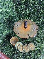 Emerald Gold Wine Caddy & Coaster Set - Image 2